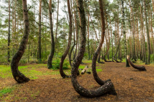Europe, Poland, West Pomeranian Voivodeship, Krzywy Las / Crooked Forest Europe, Poland, West Pomeranian Voivodeship, Krzywy Las / Crooked Forest